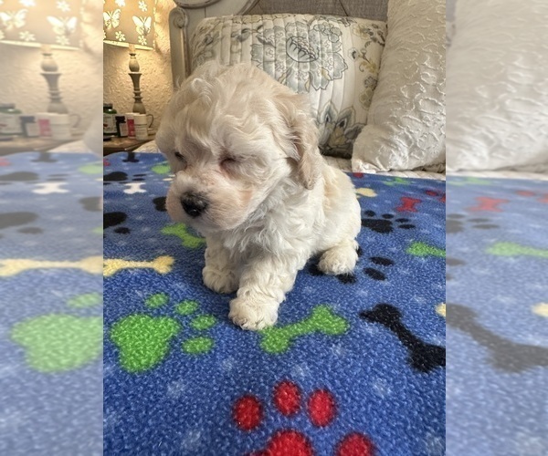 Medium Photo #7 Cock-A-Poo Puppy For Sale in OCALA, FL, USA