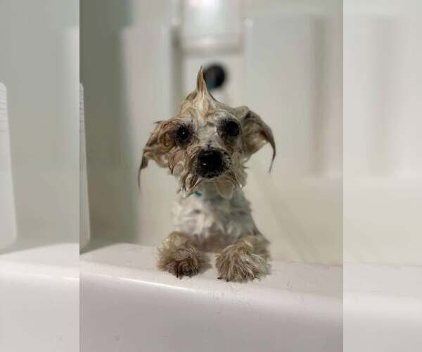 Medium Photo #4 Mutt Puppy For Sale in Gretna, NE, USA