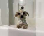 Small #3 Mutt