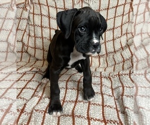 Boxer Puppy for sale in FRANKLIN, IN, USA