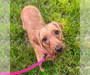 Haven - Female Golden Retriever-Unknown Mix Dog for Adoption - Photo #4