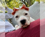 Sage - Female American Staffordshire Terrier-Argentinian Mastiff Mix Dog for Adoption - Small photo