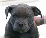 Small Photo #11 American Bully Puppy For Sale in SANTA CRUZ, CA, USA