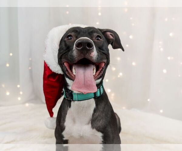 Medium Photo #15 Labrador Retriever-Unknown Mix Puppy For Sale in Princeton, MN, USA