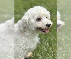 Mother of the Maltese puppies born on 04/19/2025