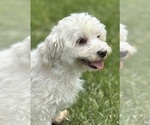 Small Photo #1 Maltese Puppy For Sale in ROCK STREAM, NY, USA