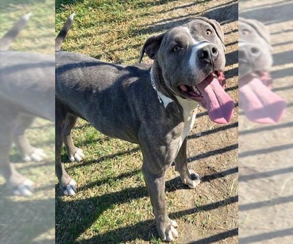 Medium Photo #1 Mutt Puppy For Sale in Riverside, CA, USA