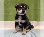 Small Siberian Husky