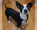 Small #3 Mutt