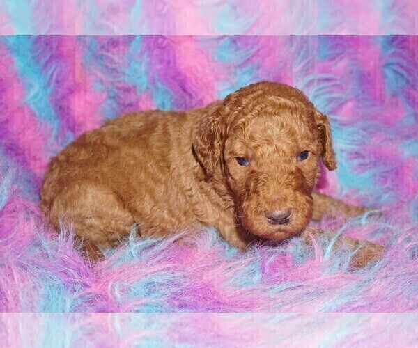 Medium Photo #6 Labradoodle Puppy For Sale in LA HABRA, CA, USA