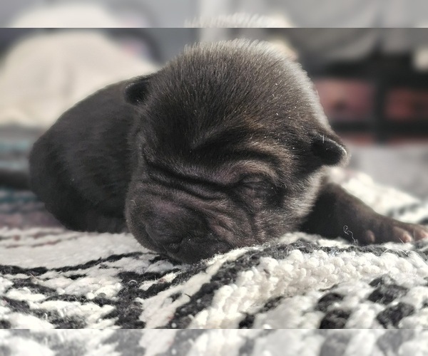 Medium Photo #5 Chinese Shar-Pei Puppy For Sale in LUCERNE VLY, CA, USA