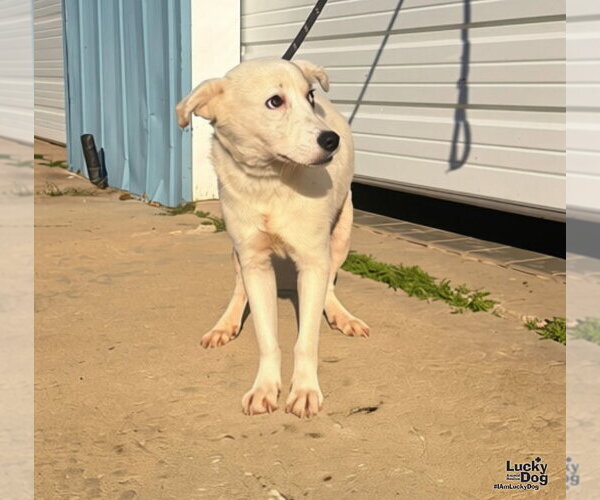 Medium Photo #1 Collie-Great Pyrenees Mix Puppy For Sale in Washington, DC, USA