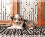 Puppy Ali Aussiedoodle Toy