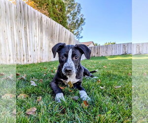 Aubrie - Female Border-Aussie Dog for Adoption - Photo #9