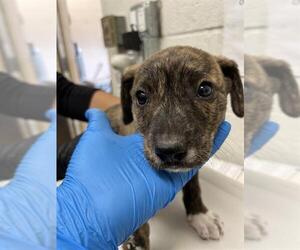 Labrador Retriever-Unknown Mix Dogs for adoption in Chula Vista, CA, USA
