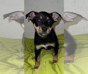Fox Terrier (Toy)-Miniature Australian Shepherd Mix Puppy for sale in SILVER CREEK, NY, USA