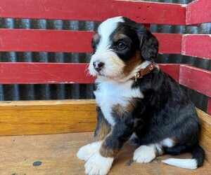 Miniature Bernedoodle Litter for sale in DENVER, PA, USA