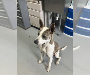 American Pit Bull Terrier-Unknown Mix Dogs for adoption in Corpus Christi, TX, USA