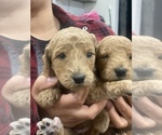 Small Photo #2 Goldendoodle Puppy For Sale in N HIGHLANDS, CA, USA