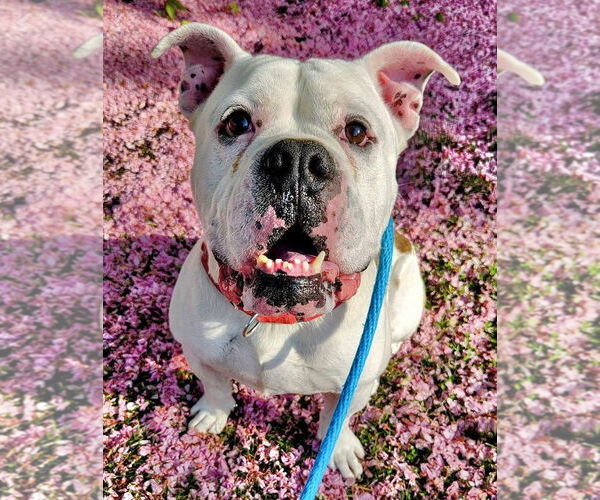 Medium Photo #4 Bulldog-Unknown Mix Puppy For Sale in Rockaway, NJ, USA
