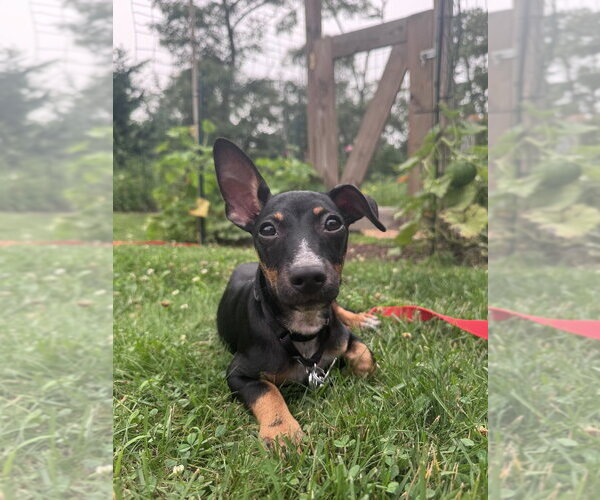 Medium Photo #7 Chihuahua-Unknown Mix Puppy For Sale in Oak Bluffs, MA, USA
