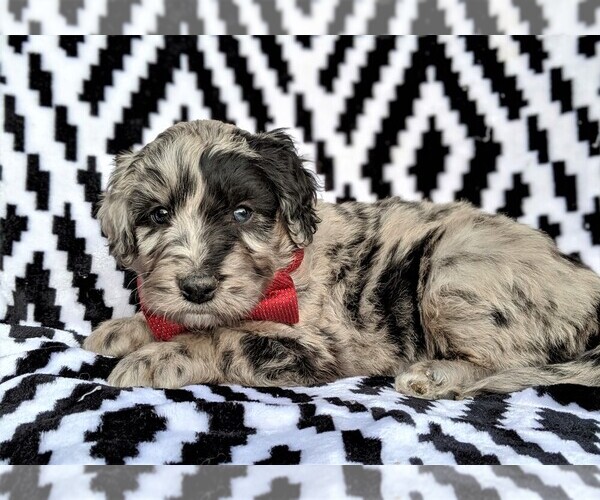 Medium Photo #5 Aussiedoodle Puppy For Sale in LANCASTER, PA, USA