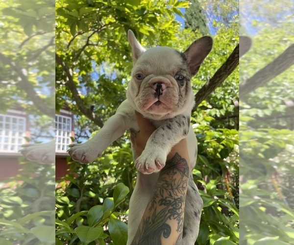 Medium Photo #4 French Bulldog Puppy For Sale in BERKELEY, CA, USA