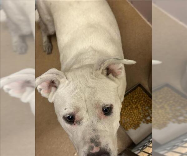 Medium Photo #1 American Pit Bull Terrier-Unknown Mix Puppy For Sale in Martinez, CA, USA