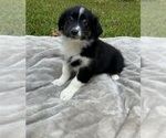 Puppy Girl Four Australian Shepherd