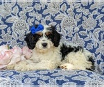 Small Photo #3 Cavapoo Puppy For Sale in KINZERS, PA, USA