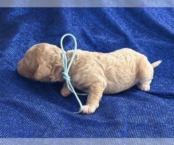 Medium Photo #2 Goldendoodle (Miniature) Puppy For Sale in SAINT MARYS, KS, USA