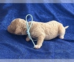 Small #1 Goldendoodle (Miniature)