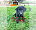 Small Photo #4 Labrador Retriever Puppy For Sale in EAGLE POINT, OR, USA
