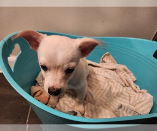 Medium Photo #17 Chihuahua Puppy For Sale in MARIETTA, GA, USA