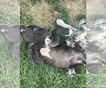 Small Photo #6 Great Dane Puppy For Sale in MOSES LAKE, WA, USA