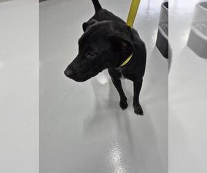 Labrador Retriever-Unknown Mix Dogs for adoption in Temple, TX, USA