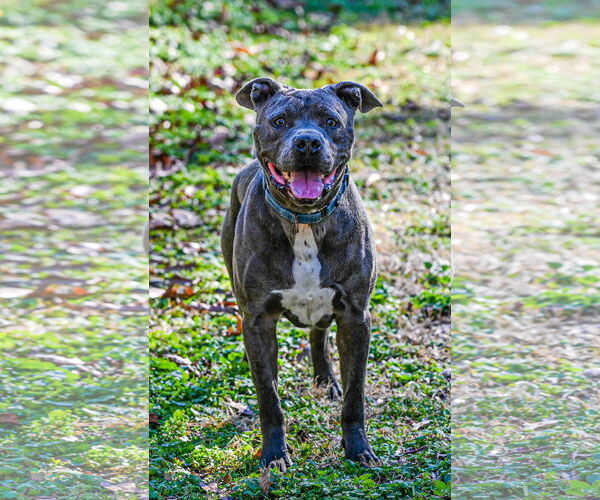 Medium Photo #7 American Pit Bull Terrier-American Staffordshire Terrier Mix Puppy For Sale in Munford, TN, USA