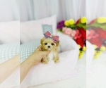 Small Photo #1 Maltipoo Puppy For Sale in CHANDLER, AZ, USA