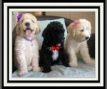 Small Photo #17 Sheepadoodle Puppy For Sale in RIALTO, CA, USA