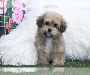 Poodle (Miniature) Puppy for sale in MARIETTA, GA, USA