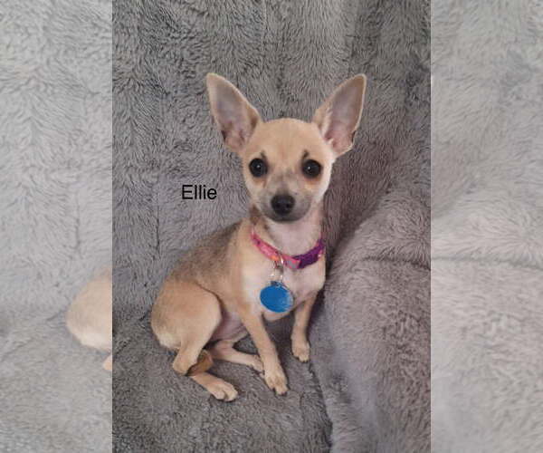 Medium Photo #1 Chihuahua Puppy For Sale in Colorado Springs, CO, USA
