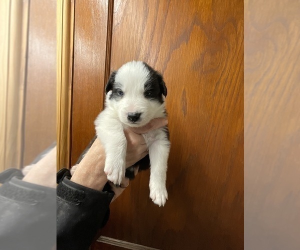 Medium Photo #3 Border Collie Puppy For Sale in KANSAS CITY, MO, USA