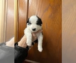 Small Photo #4 Border Collie Puppy For Sale in KANSAS CITY, MO, USA