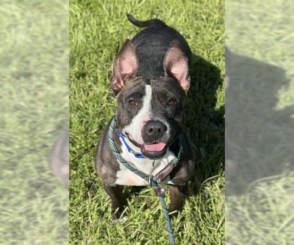 Medium Photo #1 American Staffordshire Terrier-Bull Terrier Mix Puppy For Sale in Fort Lauderdale, FL, USA