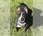 Small American Staffordshire Terrier-Bull Terrier Mix