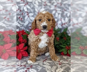 Goldendoodle (Miniature) Puppy for sale in KIRKWOOD, PA, USA