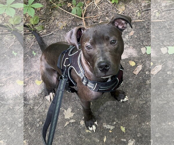 Medium Photo #5 American Pit Bull Terrier-Unknown Mix Puppy For Sale in Germantown, OH, USA
