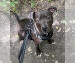 Small #4 American Pit Bull Terrier Mix