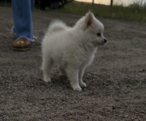 Pomeranian Puppy for sale in STRASBURG, CO, USA