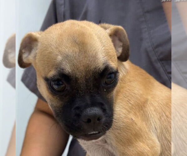 Medium Photo #1 Pug-Unknown Mix Puppy For Sale in Chico, CA, USA
